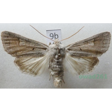 Ammoconia caecimacula (Denis & Schiffermüller, 1775) Czech9b